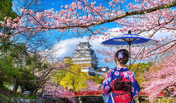 asian woman wearing japanese traditional kimono looking at cherr